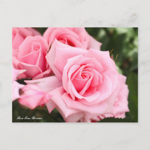 Cartão Postal Rosa Gene Boerner [Cartão-postal]