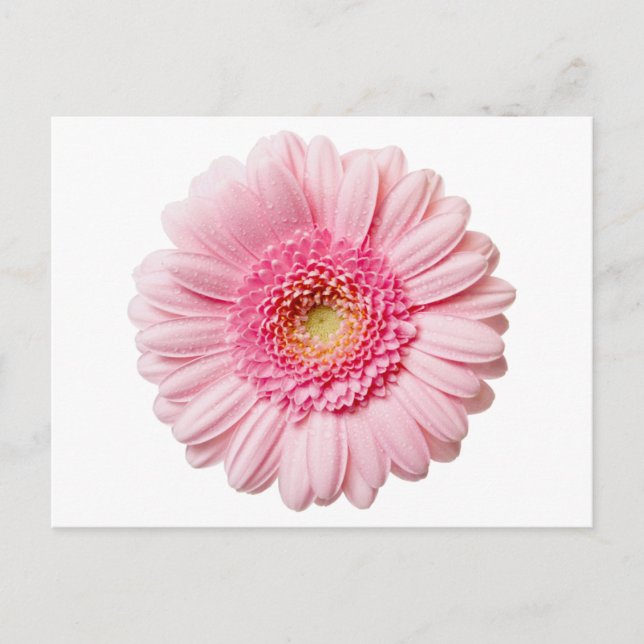 Cartão Postal Rosa Gerbera Daisy (Frente)