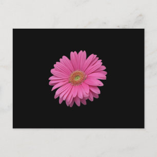 Cartão Postal Rosa Gerbera Daisy