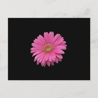 Cartão Postal Rosa Gerbera Daisy