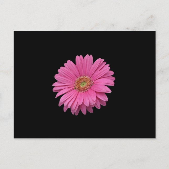 Cartão Postal Rosa Gerbera Daisy (Frente)