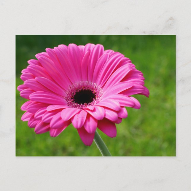 Cartão Postal Rosa Gerbera Daisy (Frente)