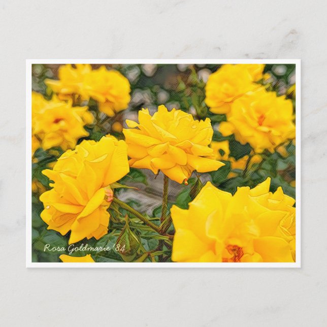 Cartão Postal Rosa Goldmarie '84 (Frente)
