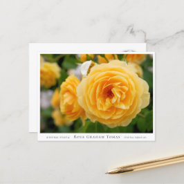 Cartão Postal Rosa Graham Tomas