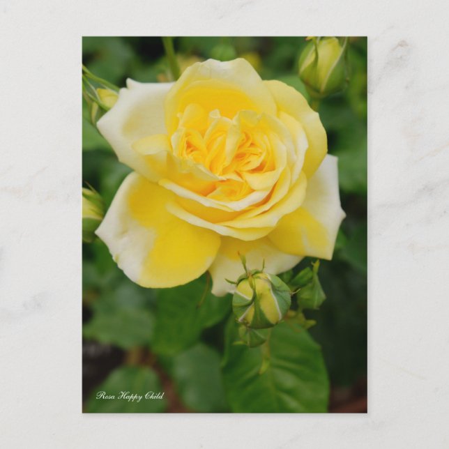 Cartão Postal Rosa Happy Child [Cartão Postal] (Frente)