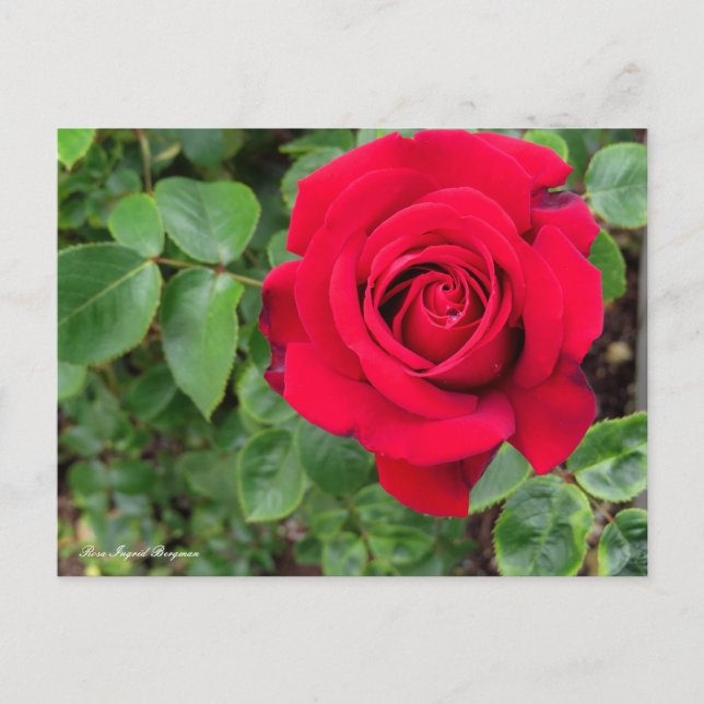 Cartão Postal Rosa Ingrid Bergman (Frente)