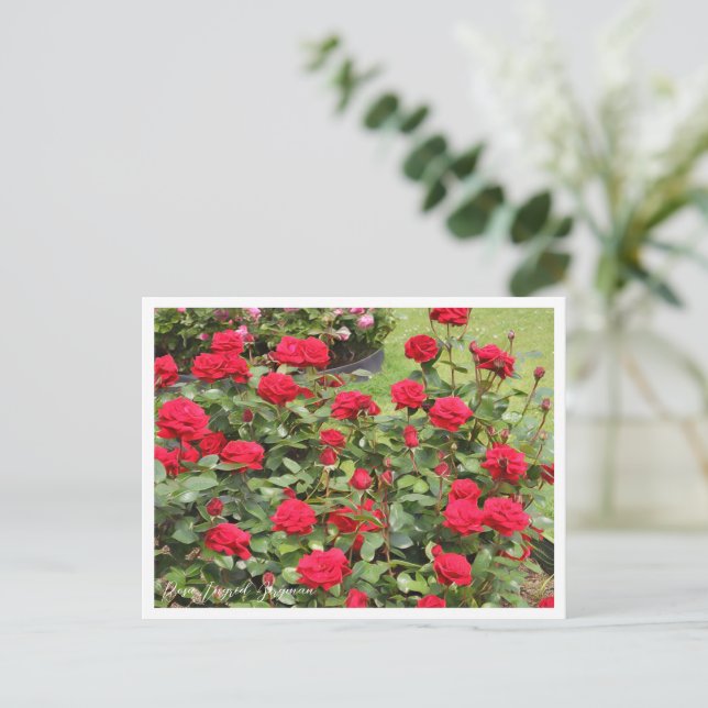 Cartão Postal Rosa Ingrid Bergman (Em pé/Frente)