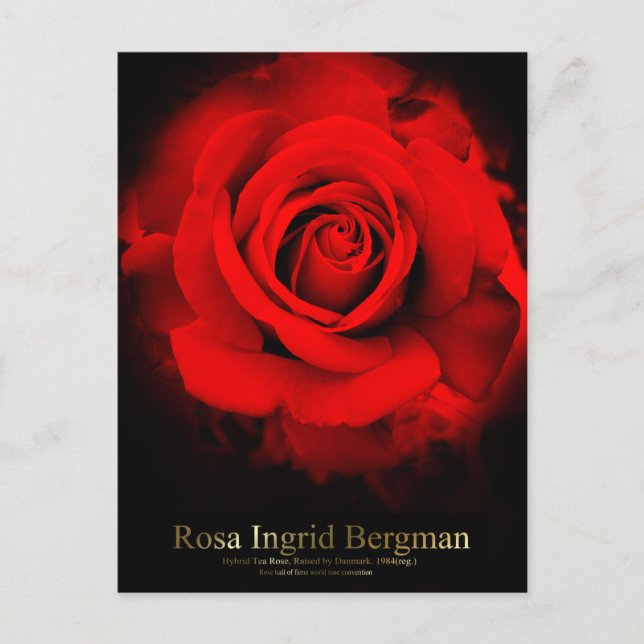 Cartão Postal Rosa Ingrid Bergman:Cartão-postal (Frente)