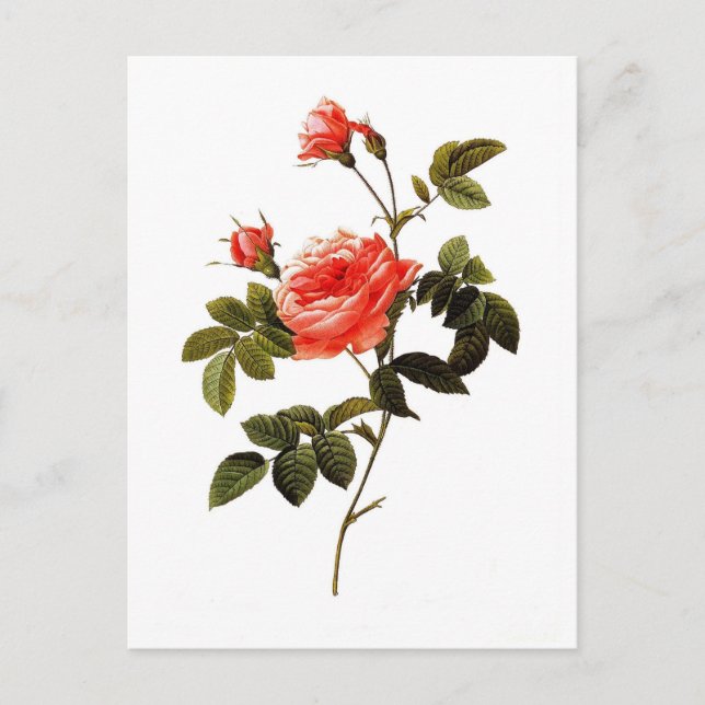 Cartão Postal Rosa intermis (Frente)