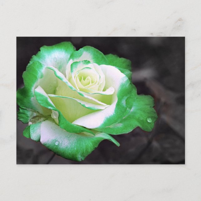 Cartão postal Rosa irlandês (Frente)