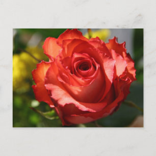 Cartão Postal Rosa Italiana
