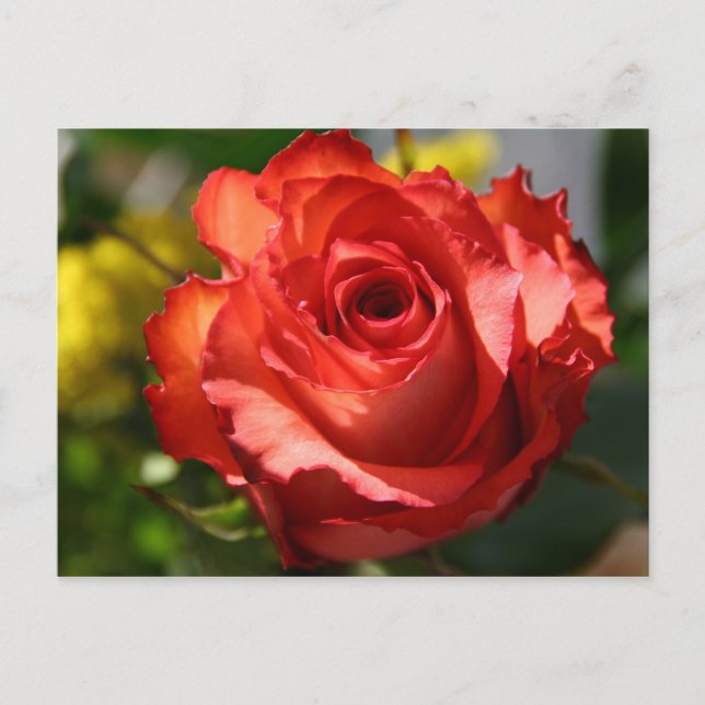 Cartão Postal Rosa Italiana (Frente)