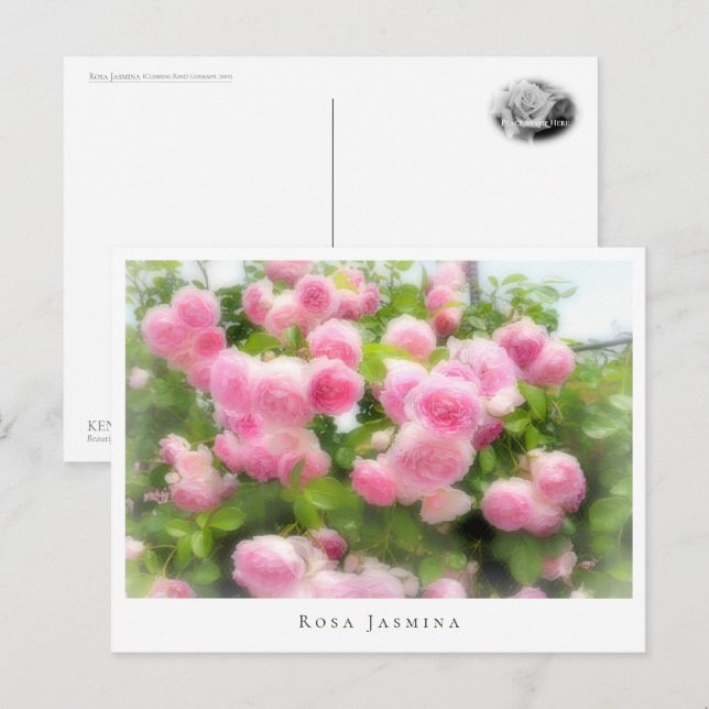 Cartão Postal Rosa Jasmina (Frente/Verso)
