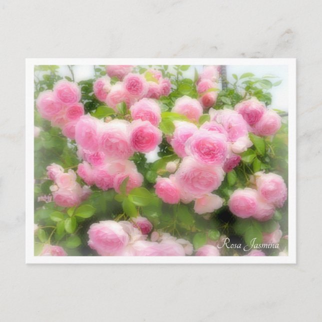 Cartão Postal Rosa Jasmina (Frente)