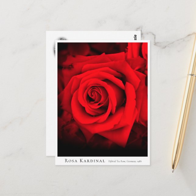 Cartão Postal Rosa Kardinal (Frente/Verso In Situ)