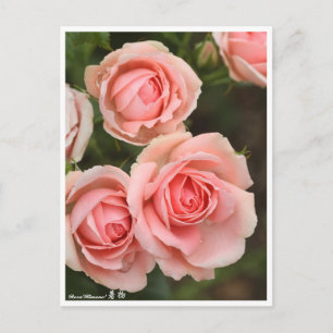 Cartão Postal Rosa"Kimono"