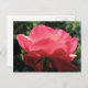 Cartão Postal Rosa Kissed (Frente/Verso)
