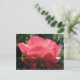 Cartão Postal Rosa Kissed (Em pé/Frente)