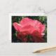 Cartão Postal Rosa Kissed (Frente/Verso In Situ)