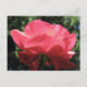 Cartão Postal Rosa Kissed (Frente)