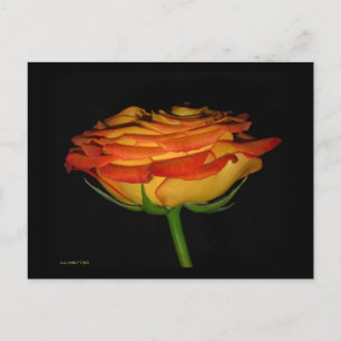 Cartão Postal Rosa Laranja/Amarelo
