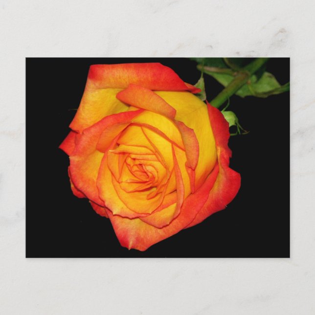 Cartão Postal Rosa Laranja-Amarelo (Frente)