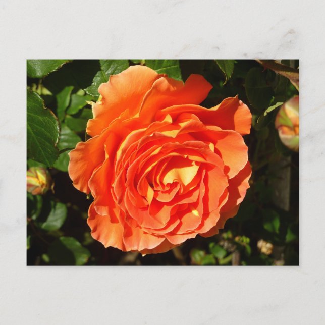 Cartão Postal Rosa Laranja I Flores Lindas (Frente)