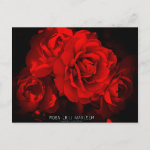 Cartão Postal Rosa Lilli Marleen:Cartão-postal