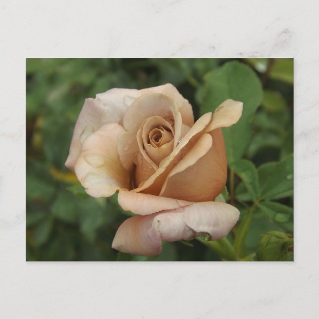 Cartão Postal Rosa Malva (Frente)
