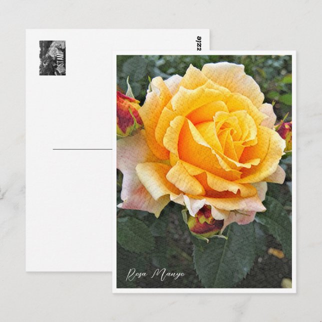 Cartão Postal Rosa Manyo (Frente/Verso)