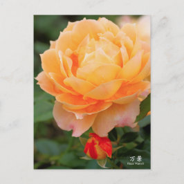 Cartão Postal Rosa‘Manyo’(万葉):Postcard
