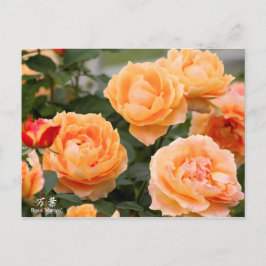 Cartão Postal Rosa‘Manyo’(万葉):Postcard
