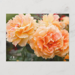 Cartão Postal Rosa‘Manyo’(万葉):Postcard