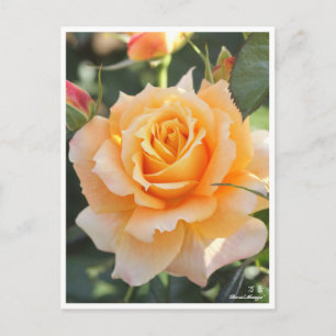 Cartão Postal Rosa"Manyo" (万 葉)