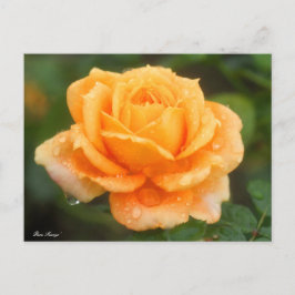 Cartão Postal Rosa "Manyo":Cartão postal