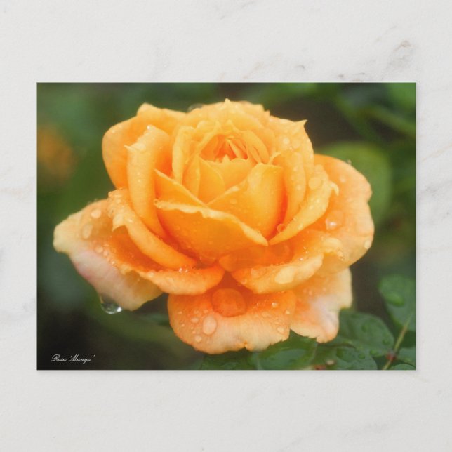 Cartão Postal Rosa "Manyo":Cartão postal (Frente)