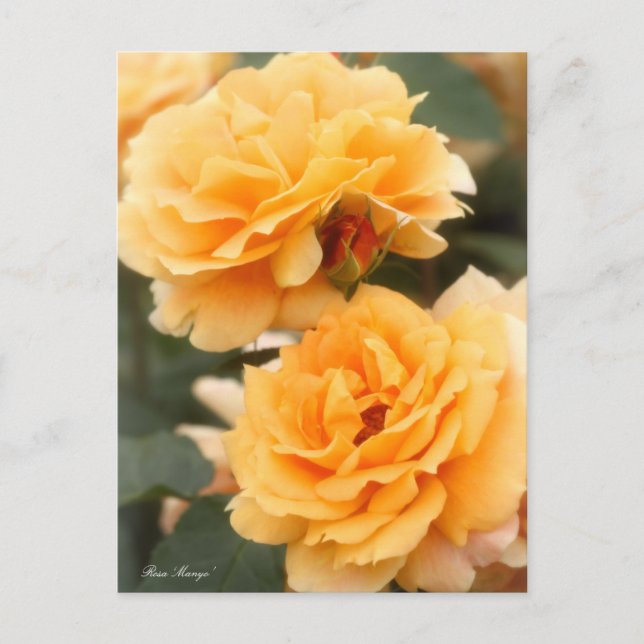 Cartão Postal Rosa "Manyo":Cartão postal (Frente)