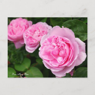 Cartão Postal Rosa Mary Rosa [Cartão postal]