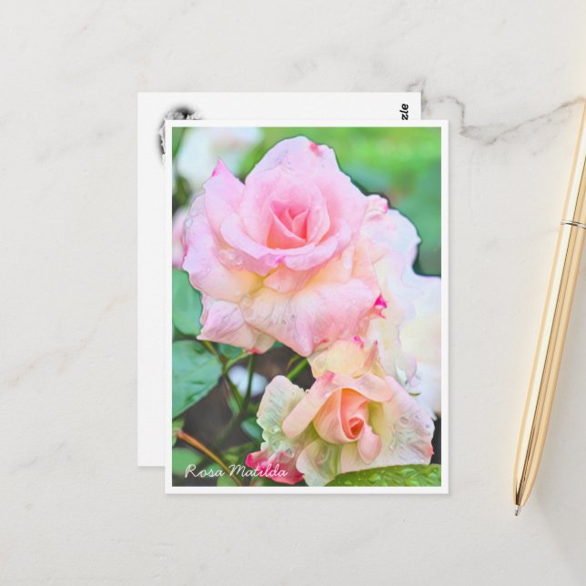 Cartão Postal Rosa Matilda (Frente/Verso In Situ)