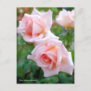 Cartão Postal Rosa Michele Meilland [Cartão postal]