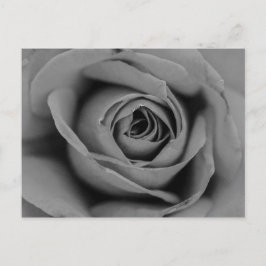 Cartão postal Rosa monocromático