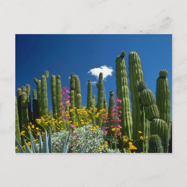 Cartão Postal Rosa Muitas plantas, Deserto de Sonoran, flores de (Frente)