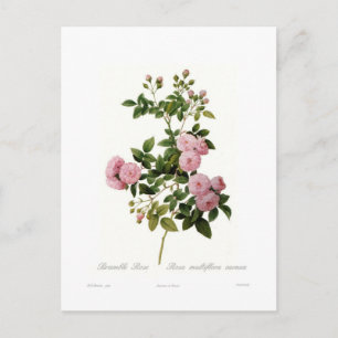 Cartão Postal Rosa multiflora carnea(Rosa Silvestre)