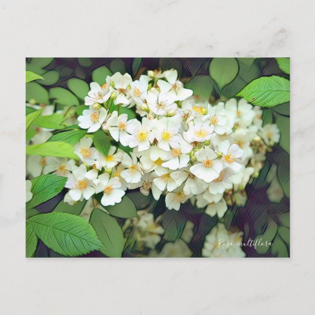 Cartão Postal Rosa multiflora [Postcard] (Frente)