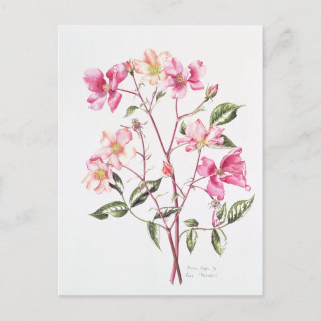 Cartão Postal Rosa 'Mutabilis' 1996 (Frente)