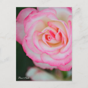 Cartão Postal Rosa Nicole ポ ス ト Equipe de カ