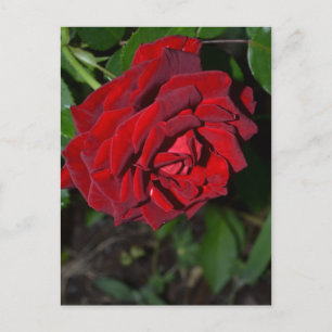 Cartão Postal Rosa no vermelho profundo
