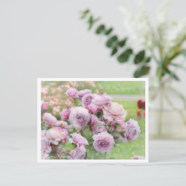 Cartão Postal Rosa Novalis (Em pé/Frente)