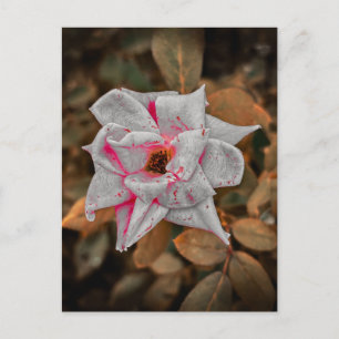 Cartão Postal Rosa Pálida com Listras Cor-de-Rosa e Gotículas de