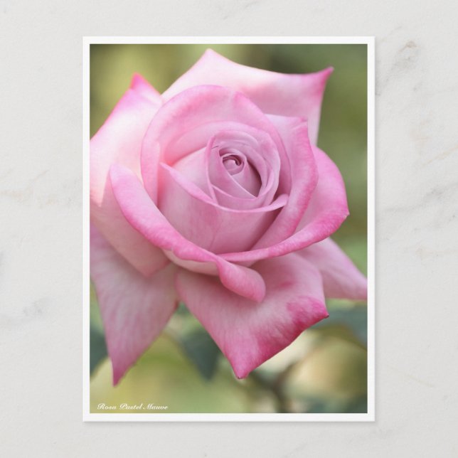 Cartão Postal Rosa Pastel Mauve (Frente)